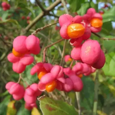 Бересклет ЕВРОПЕЙСКИЙ в Могилёве