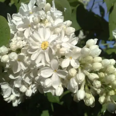 Сирень РОЧЕСТЕР в Могилёве