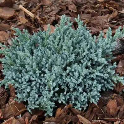 Можжевельник БЛЮ СПАЙДЕР чешуйчатый в Могилёве