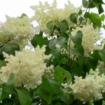 Сирень АМУРСКАЯ в Могилёве