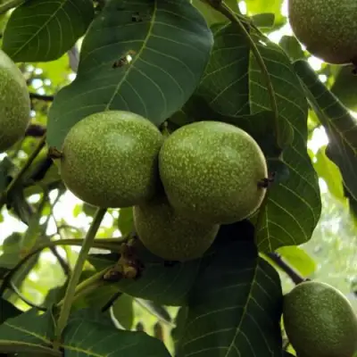 Грецкий орех ПИНСКИЙ в Могилёве