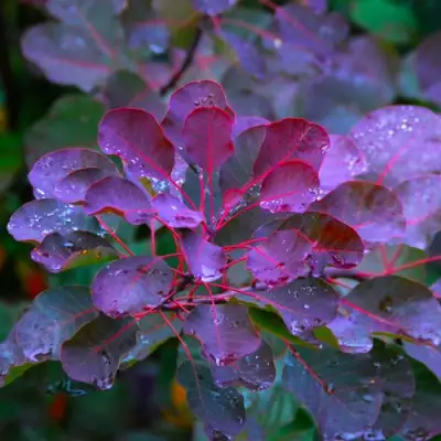 Скумпия ГРЕЙС в Могилёве