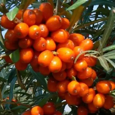 Облепиха ПЛАМЕННАЯ в Могилёве