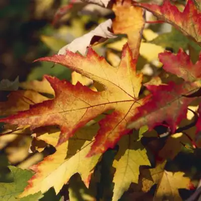 Клен серебристый в Могилёве