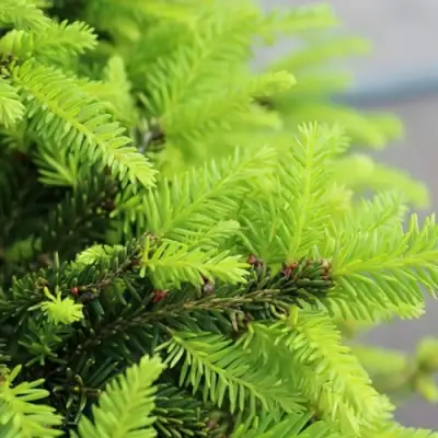 Ель НИДИФОРМИС обыкновенная в Могилёве