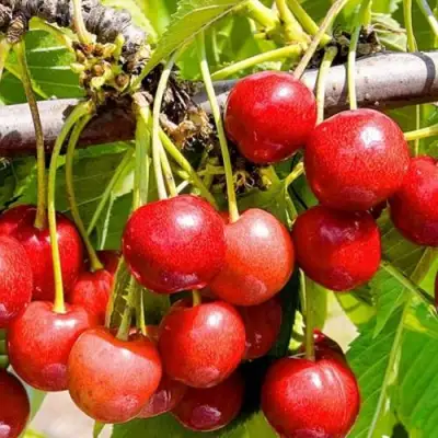 Черешня БЮТТНЕРА КРАСНАЯ в Могилёве