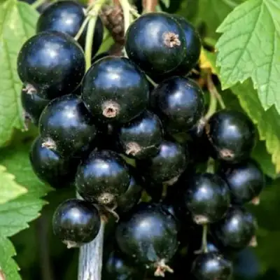 Смородина чёрная СЕЛЕЧЕНСКАЯ в Могилёве