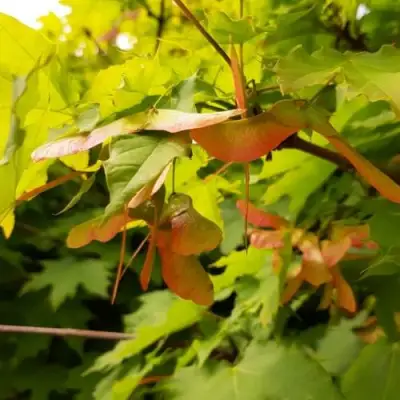 Клен ложноплатановый в Могилёве