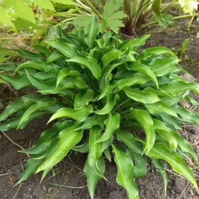 Хоста ГАРРИ ВАН ТРИЕР в Могилёве