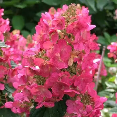 Гортензия МЕГА МИНДИ метельчатая в Могилёве