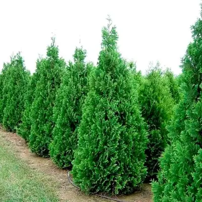 Туя СПИРАЛИС западная в Могилёве