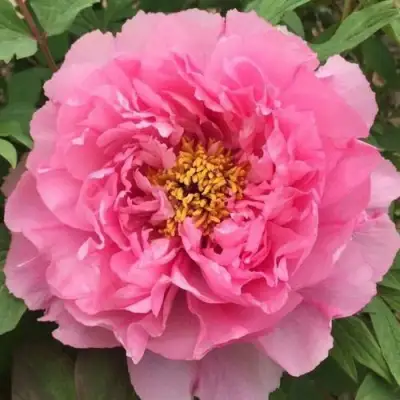 Пион РОЗОВЫЙ ЛОТОС древовидный в Могилёве