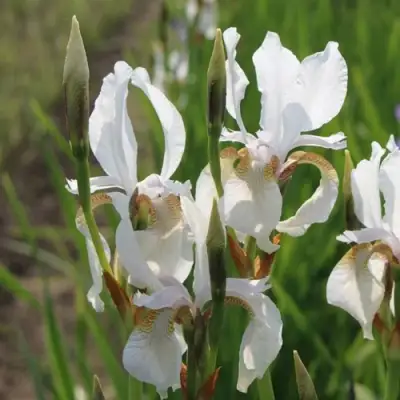 Ирис АЛЬБА сибирский в Могилёве