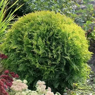 Туя ЕЛЛОУ ГЛОБ западная в Могилёве