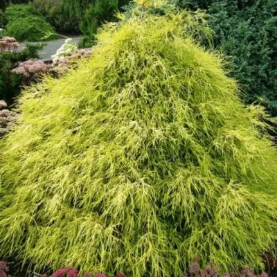 Кипарисовик ФИЛИФЕРА АУРЕА горохоплодный в Могилёве