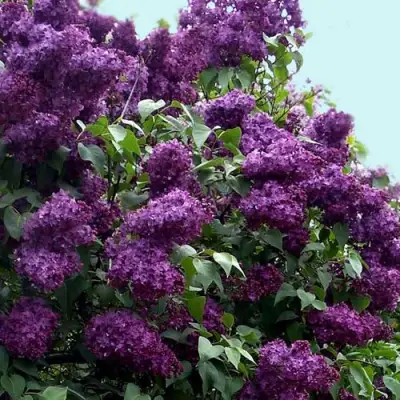 Сирень ИНДИЯ в Могилёве