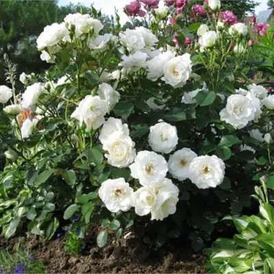 Роза АЛАБАСТЕР флорибунда в Могилёве