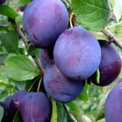 Слива ПЕРДРИГОН в Могилёве