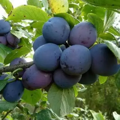 Слива КРОМАНЬ в Могилёве