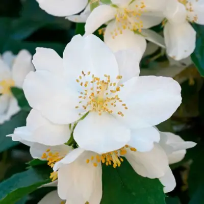 Жасмин ЮСТИНКА в Могилёве