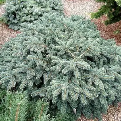 Ель НАНА сизая в Могилёве