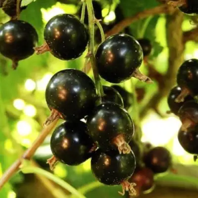 Смородина чёрная НАРА в Могилёве