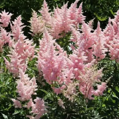 Астильба ГЛИТТЕР ЭНД ГЛАМУР китайская в Могилёве