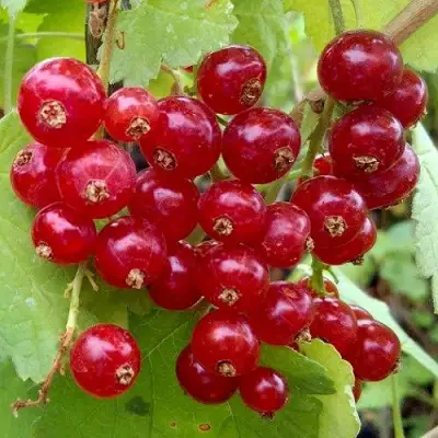 Смородина красная РОНДОМ в Могилёве