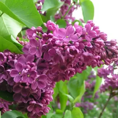 Сирень ДЕНЬ ПОБЕДЫ в Могилёве