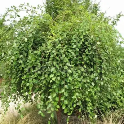 Береза САММЕР КАСКАД черная в Могилёве