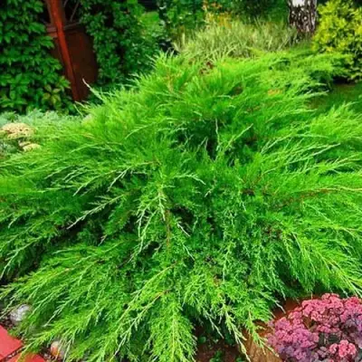 Можжевельник МИНТ ДЖУЛЕП средний в Могилёве