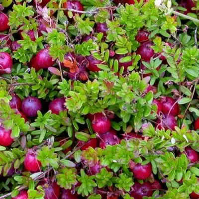 Клюква ПИЛИГРИМ в Могилёве