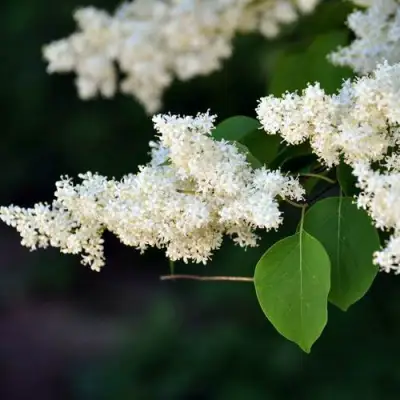 Сирень АМУРСКАЯ в Могилёве