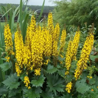 Бузульник ПРЖЕВАЛЬСКОГО в Могилёве