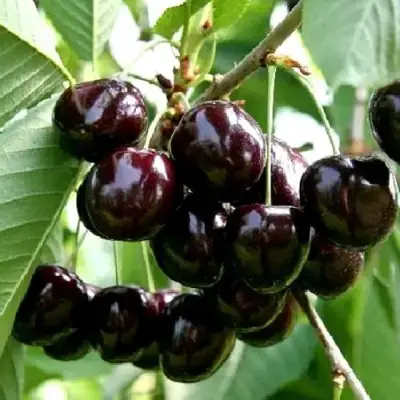 Дюк НОЧКА в Могилёве