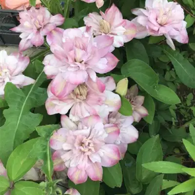 Клематис ИННОСЕНТ БЛАШ в Могилёве