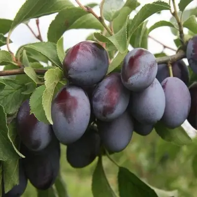 Слива РЕНКЛОД в Могилёве