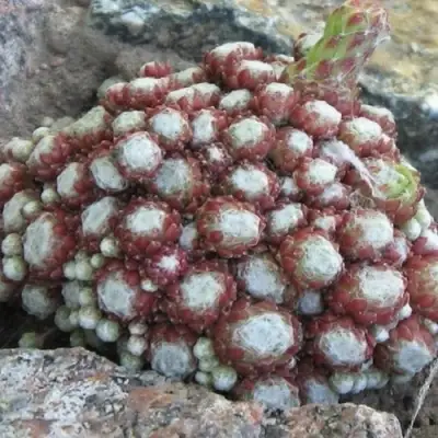 Молодило ГНАФАЛИУМ в Могилёве