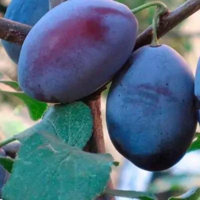 Слива СМОЛИНКА в Могилёве