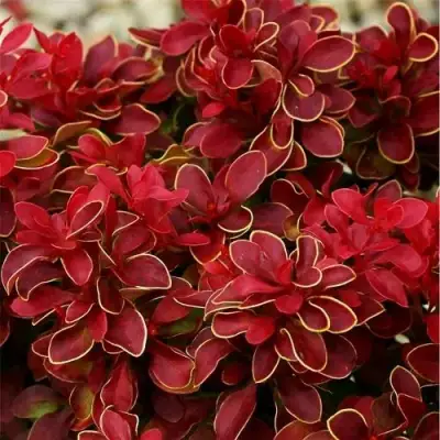 Барбарис РЕД ХОТ ЧИЛИ тунберга в Могилёве