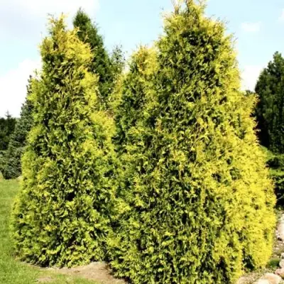 Туя САЛЛАНД западная в Могилёве