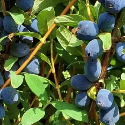 Жимолость съедобная КЛУБНИЧНАЯ СЕНСАЦИЯ в Могилёве