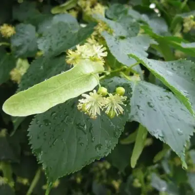 Липа мелколистная в Могилёве