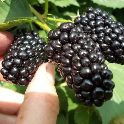 Ежевика НАТЧЕЗ бесшипная  в Могилёве