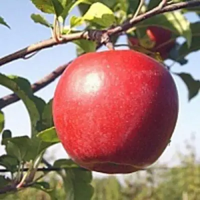 Яблоня ЛИГОЛ в Могилёве