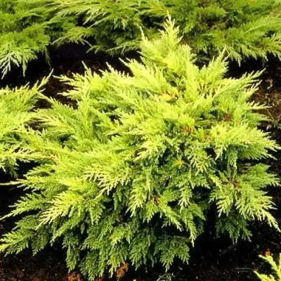 Можжевельник МОРДИГАН ГОЛД средний в Могилёве