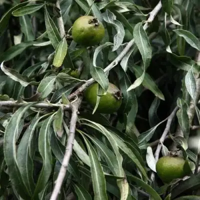 Груша ИВОЛИСТНАЯ в Могилёве