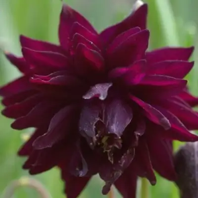 Аквилегия БАРЛОУ БОРДО обыкновенная в Могилёве