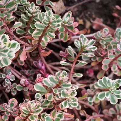 Очиток (седум) ТРИКОЛОР ложный в Могилёве