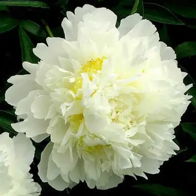 Пион ЗОЛОТОЙ ОРЕОЛ травянистый в Могилёве